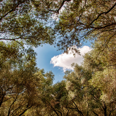 Vue sur le ciel et les oliviers